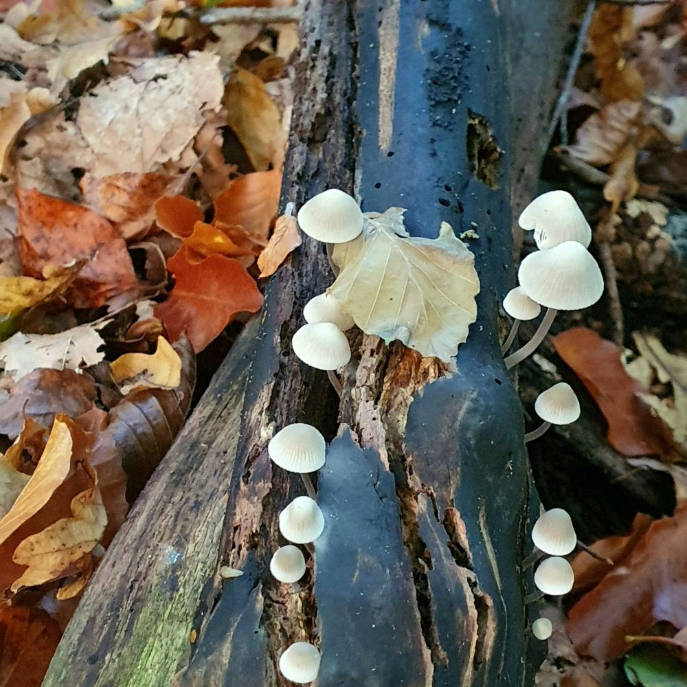 Weisse kleine Pilze mit Hut auf Toten Baumstann, darum Herbstblätter