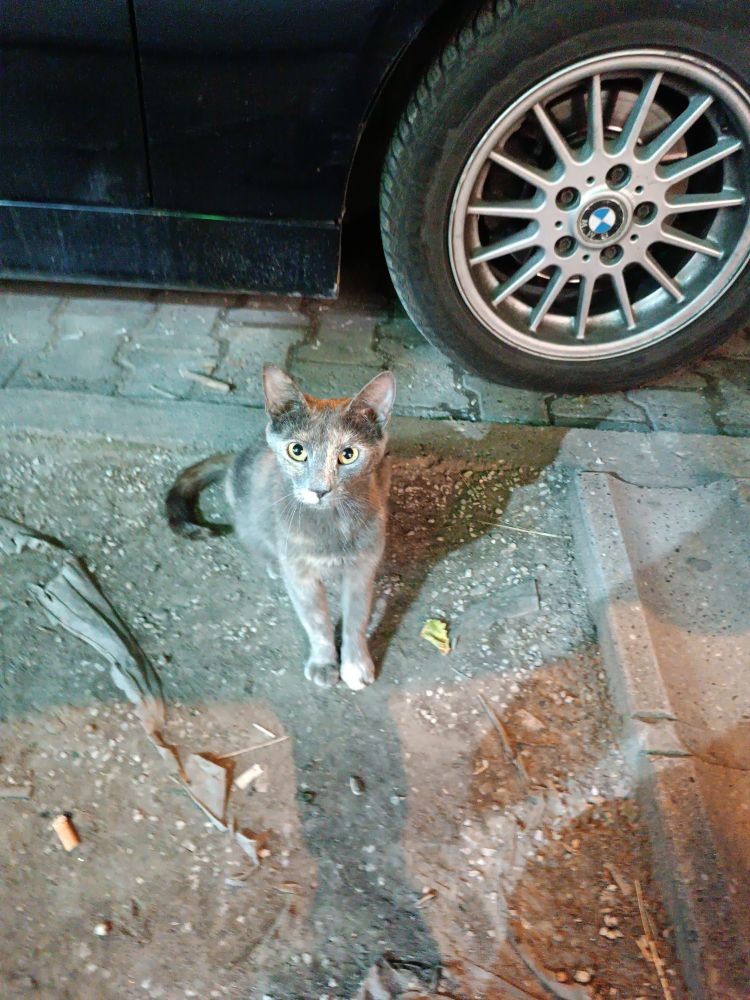 Grey kitty sitting in front of a car looking at you adorably with their big ol' yellow eyes :3