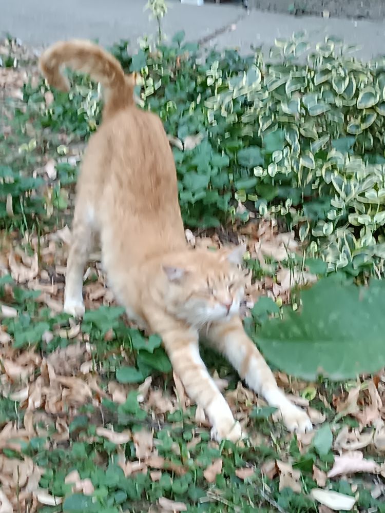 Orange kitty doing the cat stretch :3