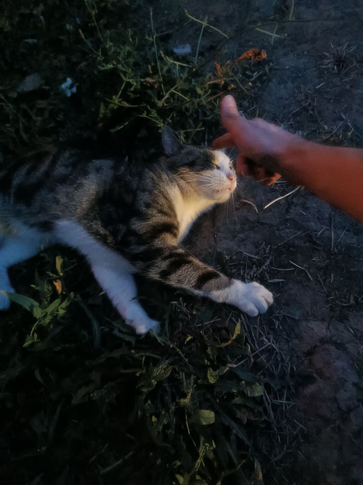 Soft kitty getting pet :3
