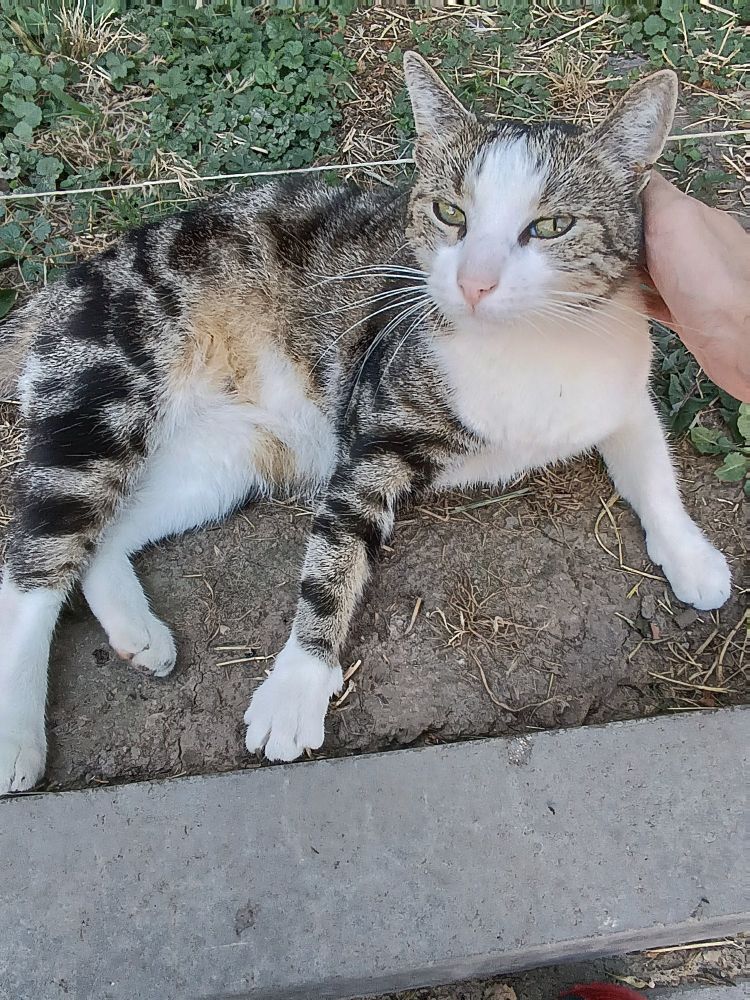 Sweet tabby/white cat being pet and looking at the camera with their silly yellow eyes :3