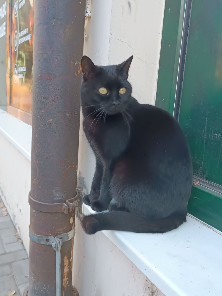Black cat looking to the right wing eyes wide open, sitting on a window sill :3