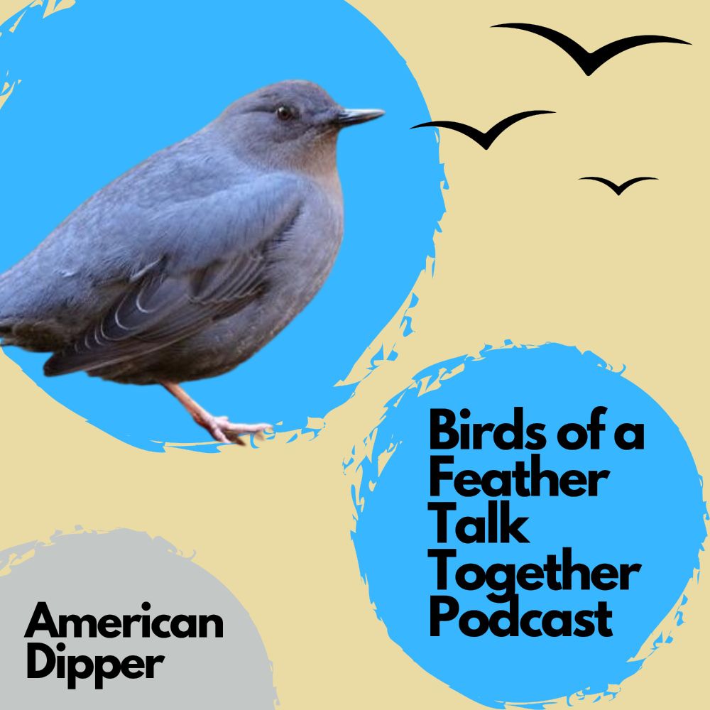 Podcast cover page with an American Dipper bird. 