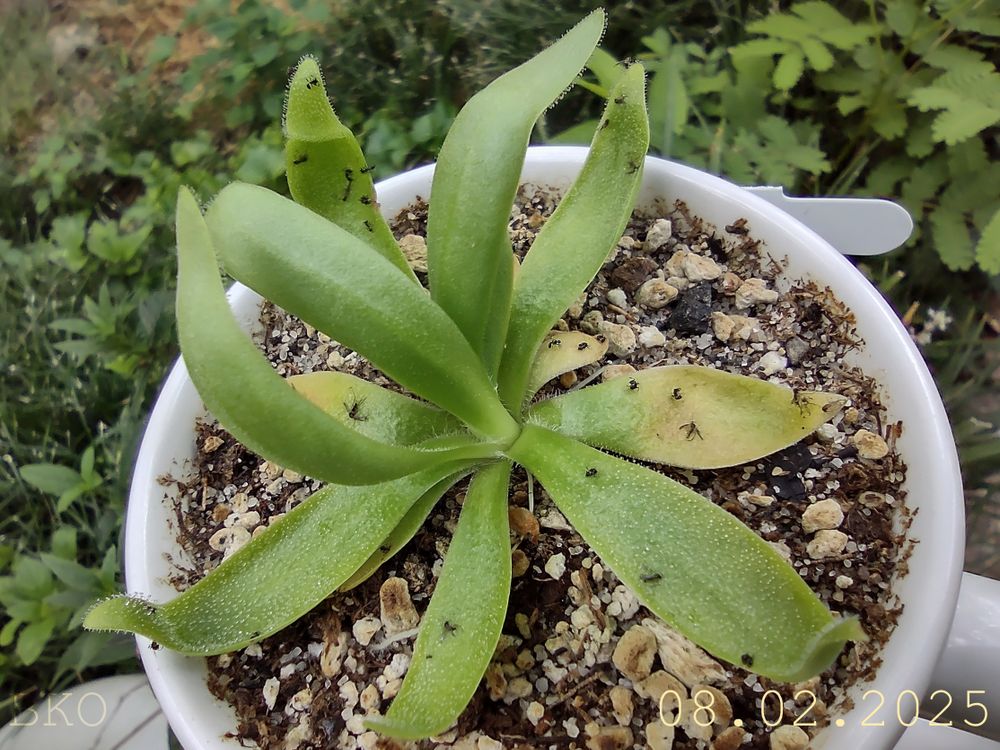 A photo of a Pinguicula hybrid known as "sleepy hedgehog."
The plant is about 3"x 3" at this time, the leaves still pointy and dewy but growing more flattened than in the previous picture.
Text in the bottom right indicates the date the picture was taken, August 2, 2025.