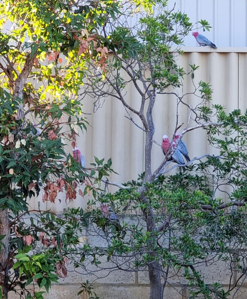 Five pink and grey galahs sitting in our native frangipani tree.
