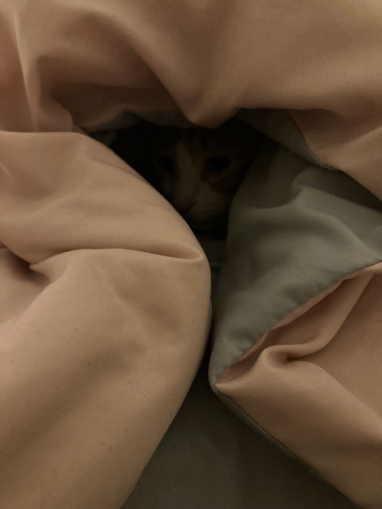 Comforter hole where Chu Chu’s face used to be. It’s dark inside but you can just make our his white nose. 