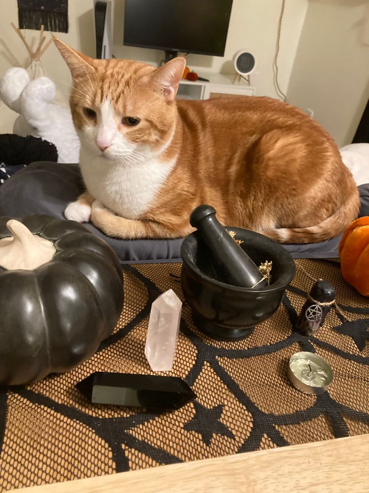 Photo of my cat Chu Chu sitting next to my table in with a bunch of witchy objects on it 