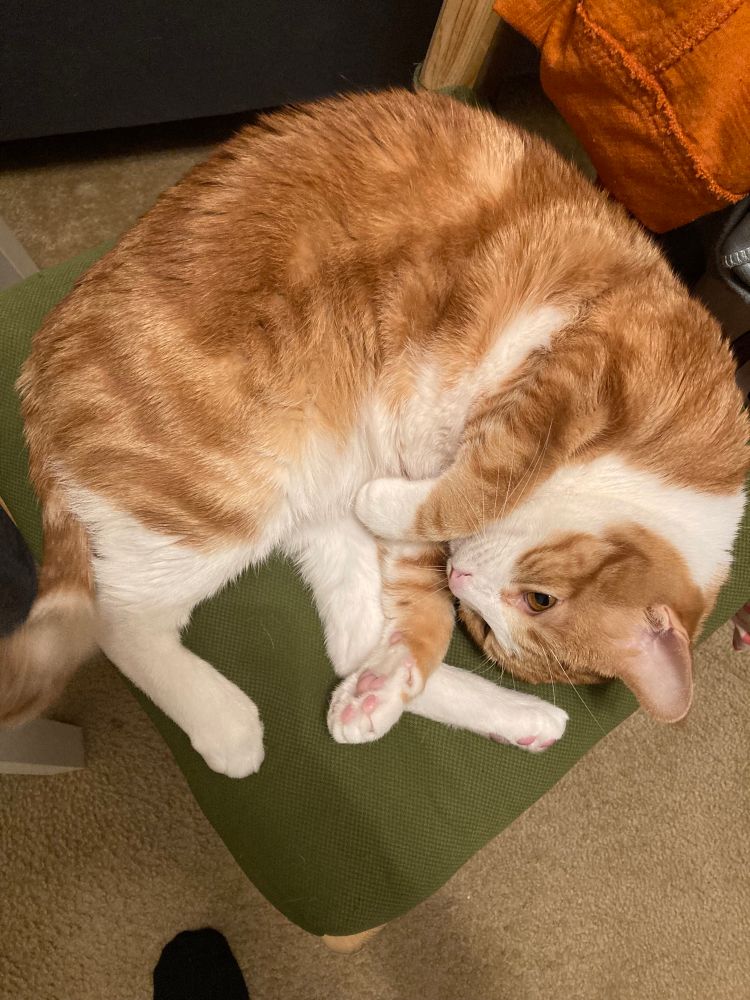 A photo of my cat curled up on a green chair 