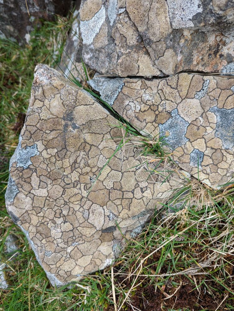 Pale brown to fawn coloured polygonal shaped lichen colonies covering an outcrop of Lewisian gneiss on the Isle of Grimsay in the Outer Hebrides. The units are generally between 5mm and 15mm.