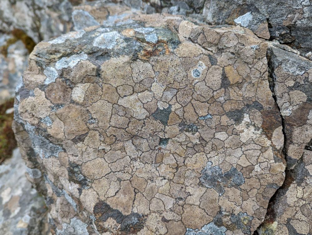 Pale brown to fawn coloured polygonal shaped lichen colonies covering an outcrop of Lewisian gneiss on the Isle of Grimsay in the Outer Hebrides. The units are generally between 5mm and 15mm.