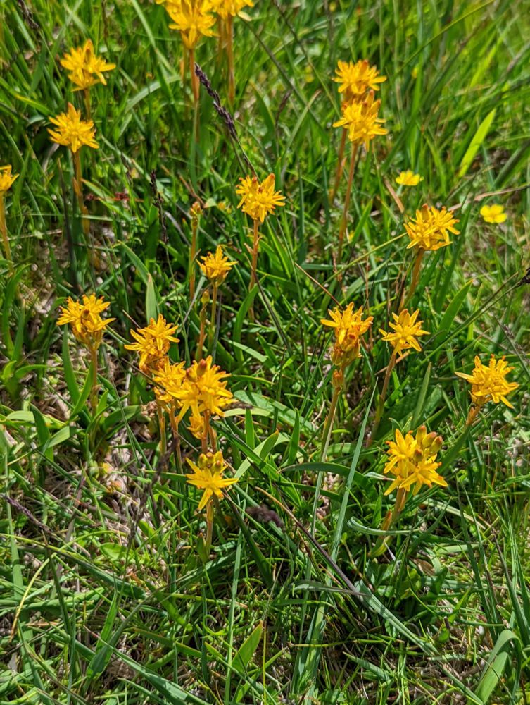 Bright yellow flowers amongst the grass on the headland north of Mealasta slipway, west coast of the Isle of Lewis.
Look like the Bog Asphodel, (Blioch in Gaelic), in a recent post by Frank Rennie.
