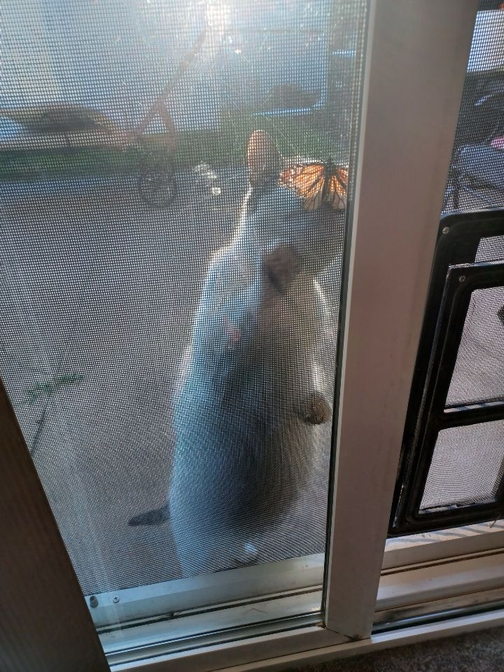 my cat simon outside the screen door trying to get at a monarch butterfly that was inside and was subsequently released outside 