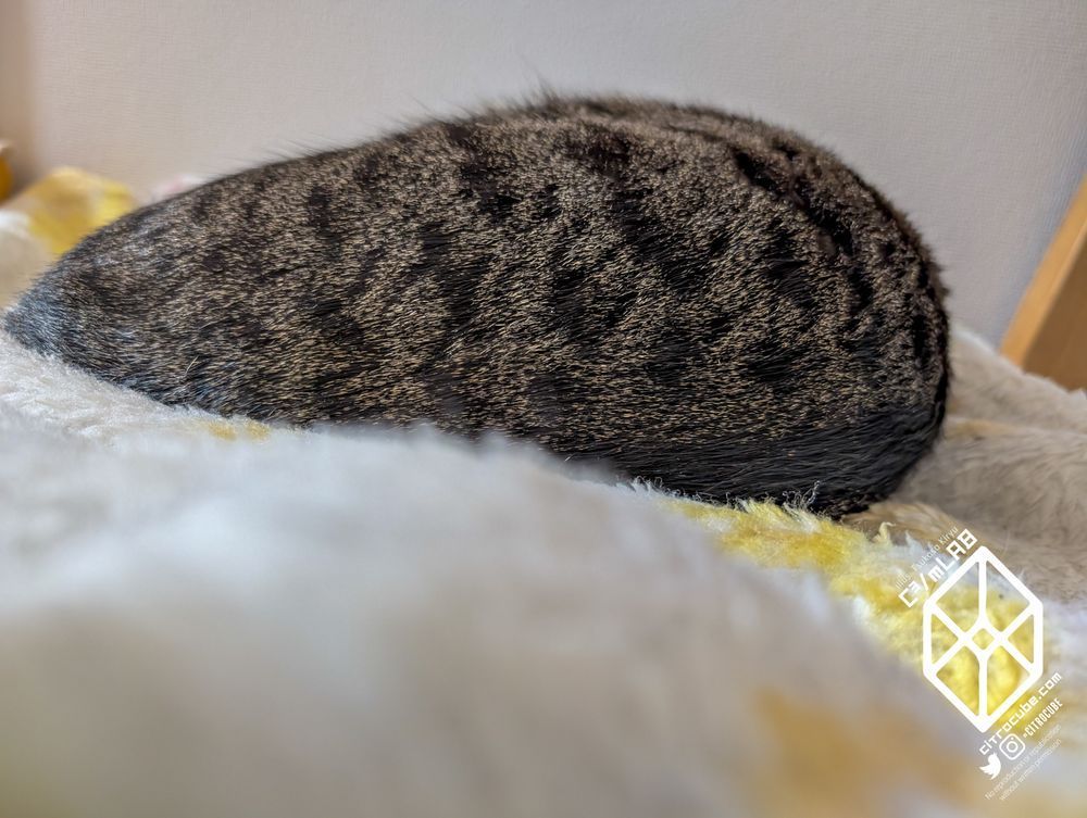 丸まって寝るキジシロのねこの背中
