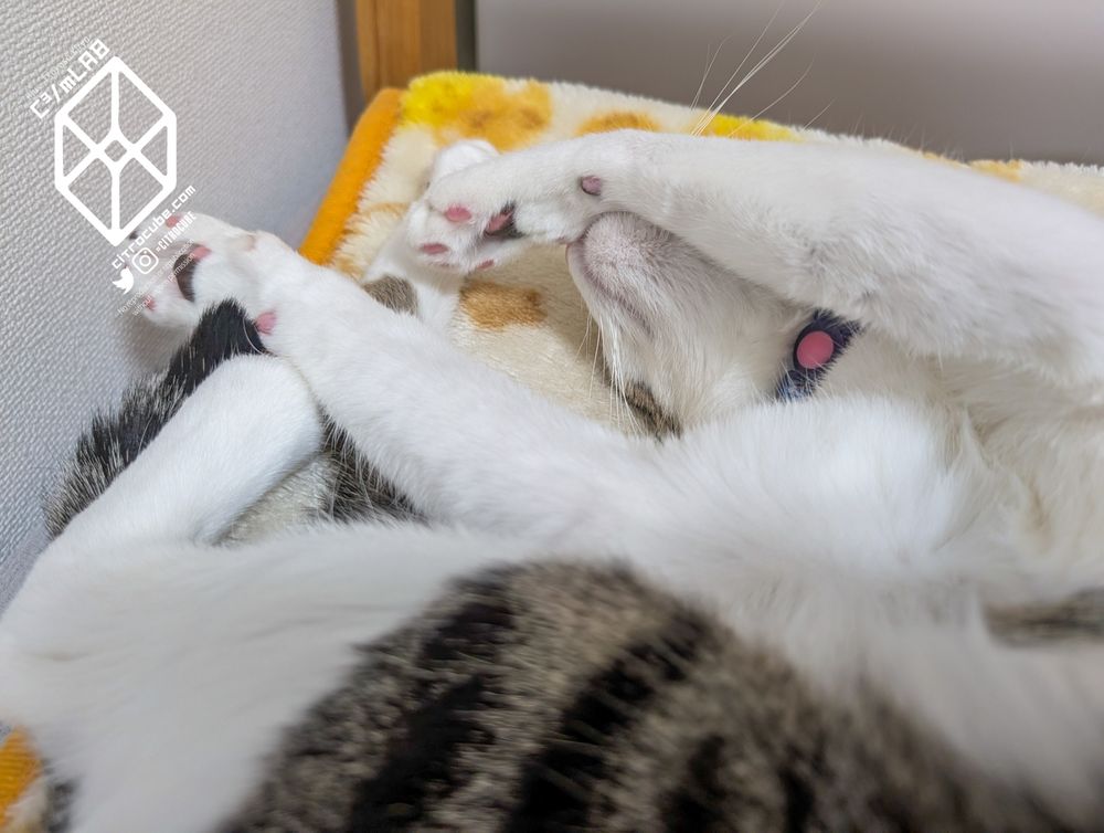 ヘソ天で、頭に手をやり寝るキジシロのねこ。