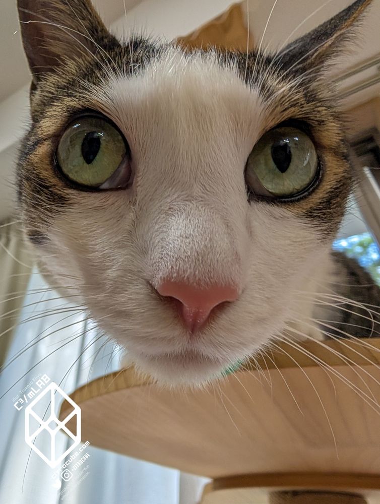 キジシロねこのどアップ