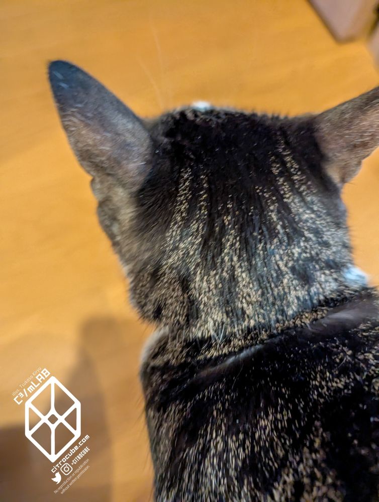 キジシロのねこの後ろ頭