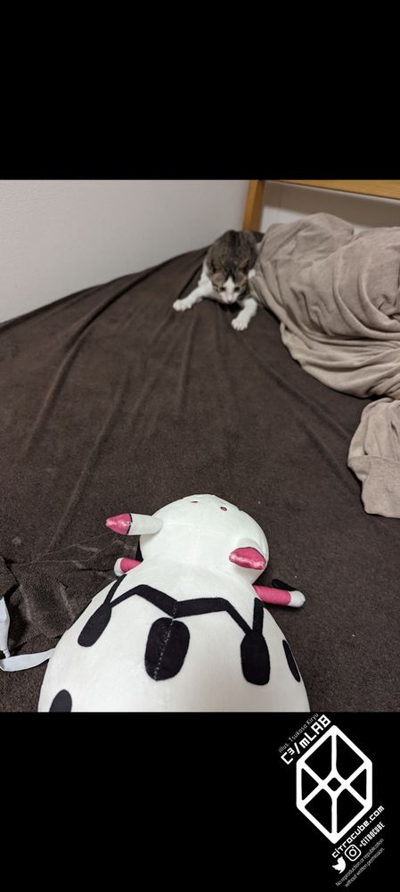 蜘蛛子ちゃんと戦うキジシロのねこ（生後3ヶ月時代