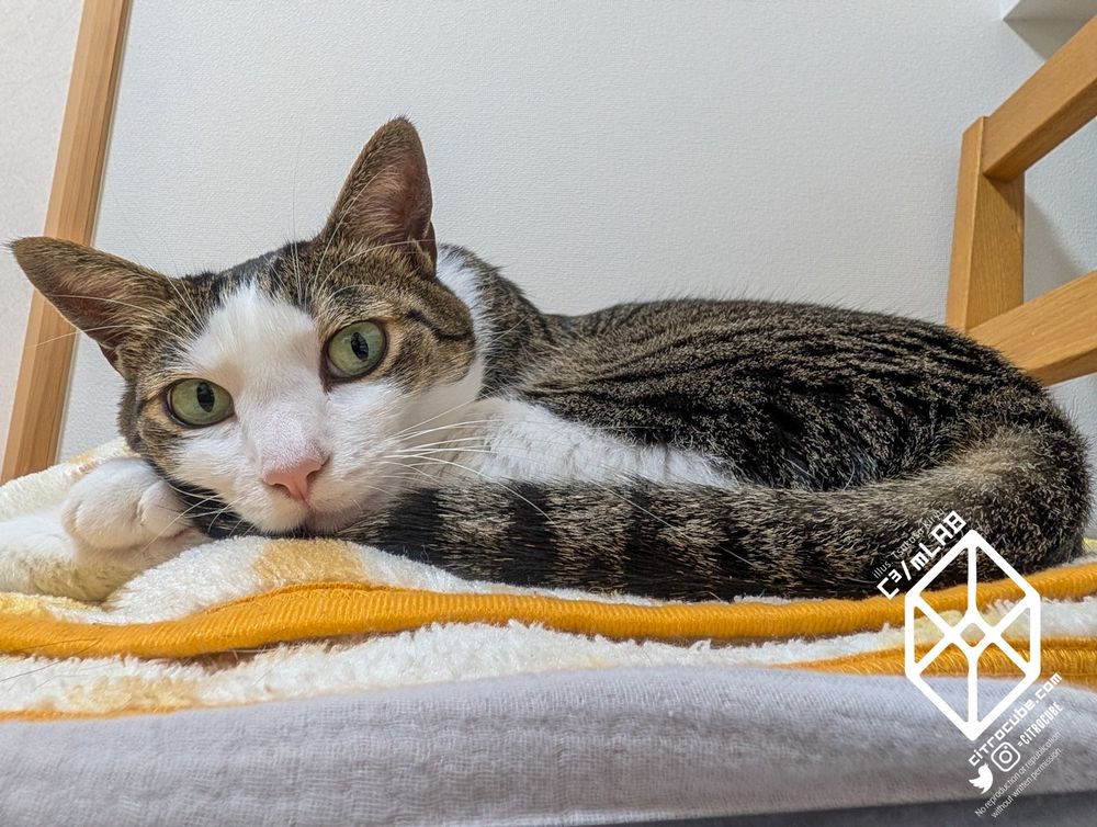 毛布の上に丸まってこちらを見るキジシロのねこ