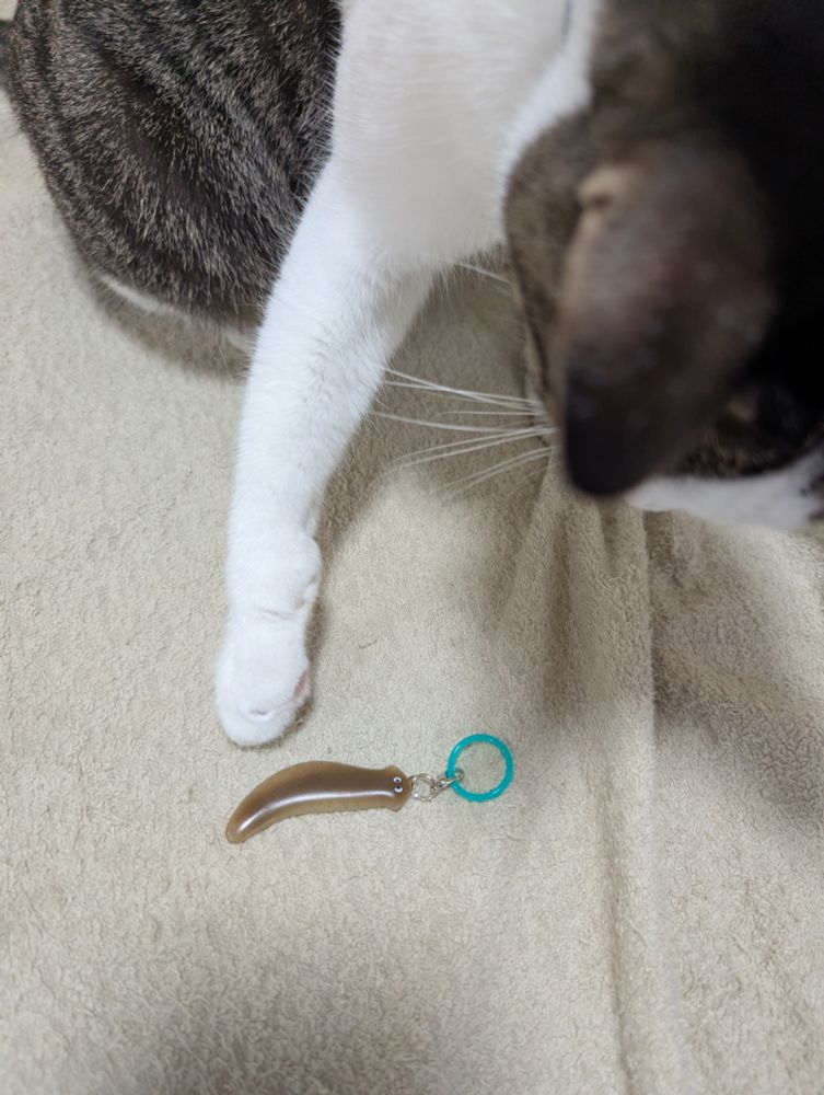 プラナリアのアンブレラチャームを前足でつつくキジシロのねこ