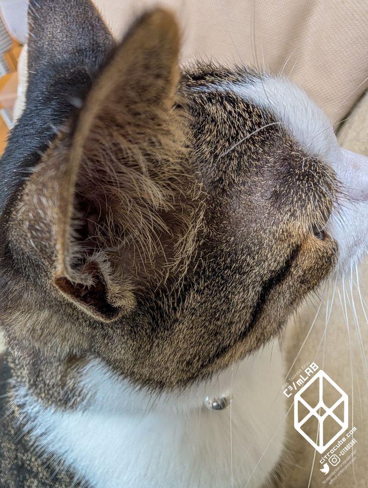 キジシロねこのみみのアップ。毛がフサフサしている