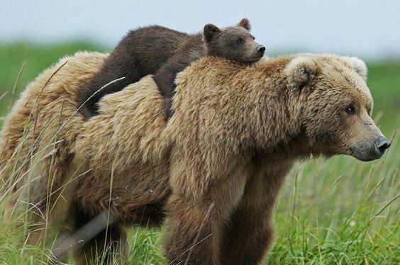 Ourson allongé sur le dos d'une femelle ours.