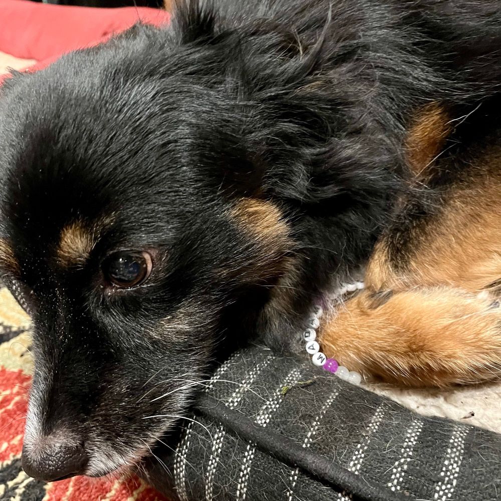 Bailey, on her dog bed. A tri-color Australian shepherd, border collie  mix. Wearing a "Madam President" friendship bracelet. 