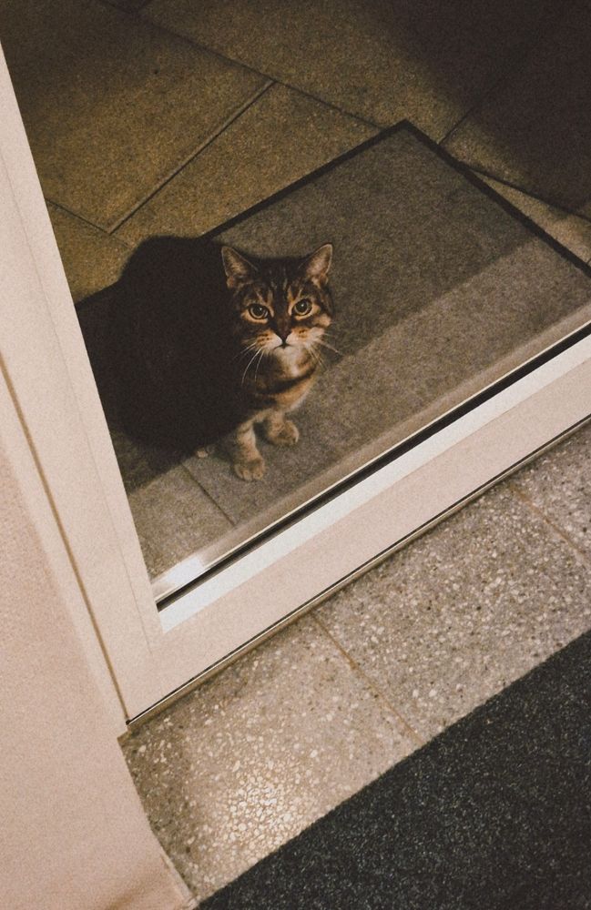 Katz wartet auf Fußmatte vor Hauseingangstür darauf dass ich sie endlich reinlasse. 

*Sie wollte 5 minuten vorher unbedingt raus.