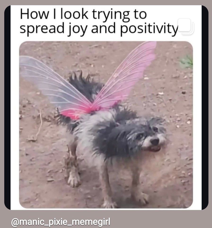 ​Ein Meme, das einen kleinen, grauen, zotteligen Hund zeigt, der pinke Feenflügel auf dem Rücken trägt. Der Text darüber lautet: how I look trying to spread joy and positivity 