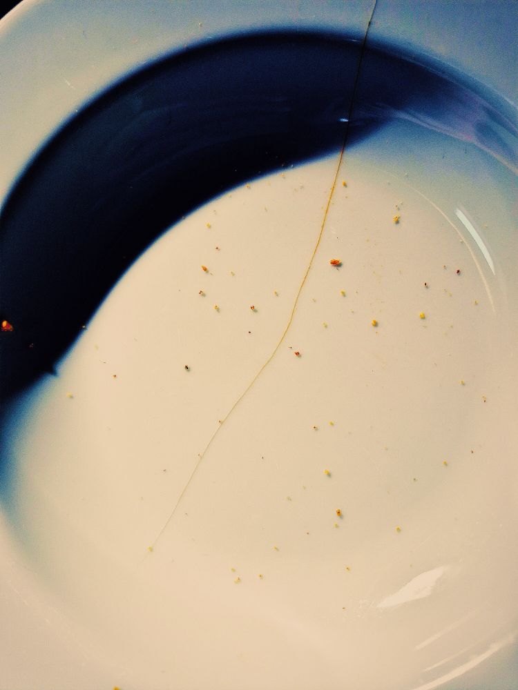 weisser Teller mit Doritos Bröseln und doritosbröselfarbenem Haarriss