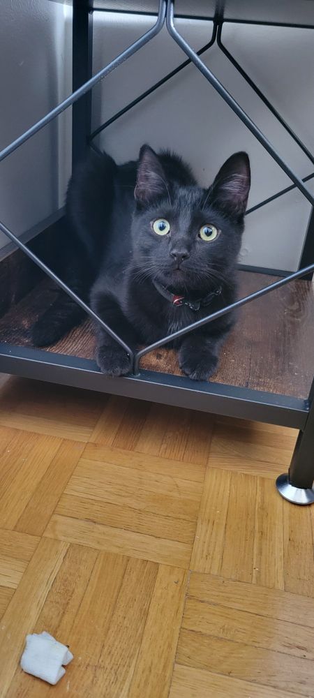 A black cat laying on a small shelf looking through the decorative diamond as the owner has the shelf turned and the cat is looking out the side.
