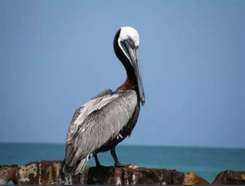 Pelican at Saint Pete’s beach