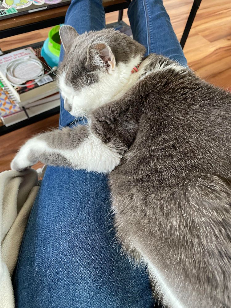 A kitty white and gray laying down on someone's legs/lap, without a care in the world and her eyes closed.