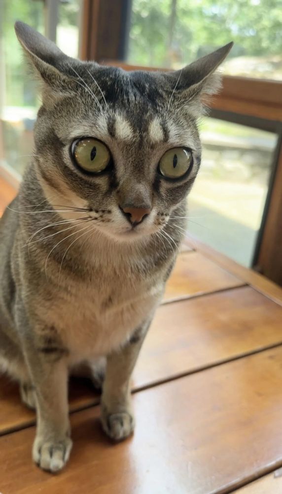 A tabby cat named Franky with airplane ears and big buggy eyes, as if scared/surprised.