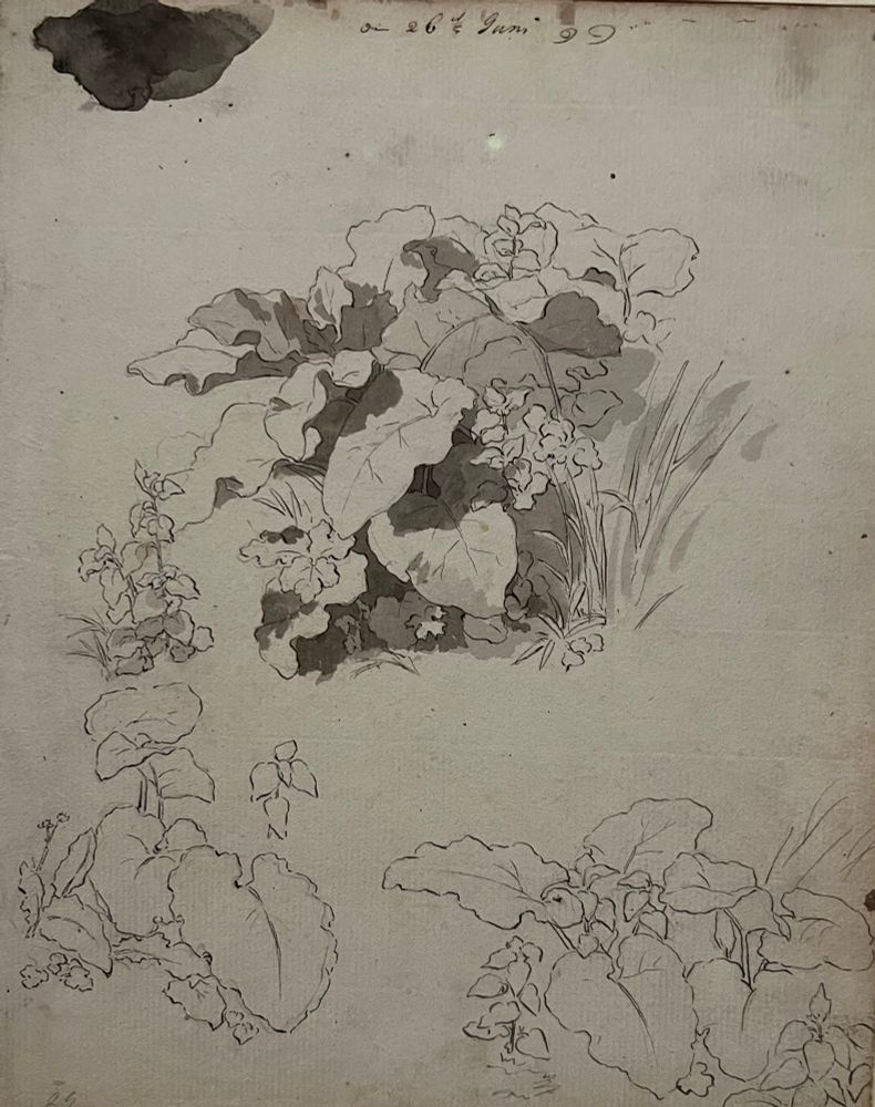 Drawing of leaves and flowers by Friedrich