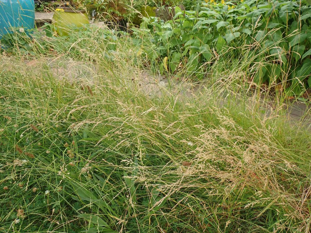 A patch of unmown lawn in a garden in Shrewsbury, UK. A roost of up to 18 males has built up here today - 29 June 2025.