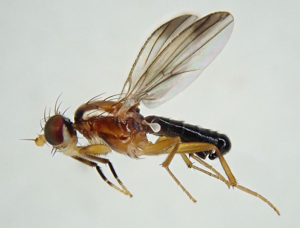 A small shiny black, white and yellow marked fly - Clusiodes gentilis.
