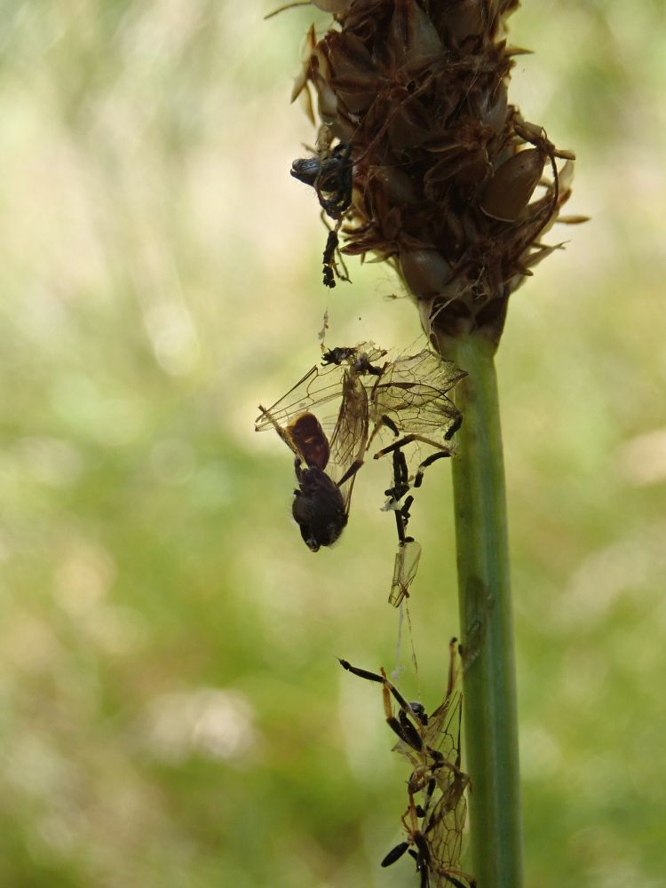 The dismembered remains of two male bees hanging from a plant stem. The bees had been predated by a spider while overnight roosting.