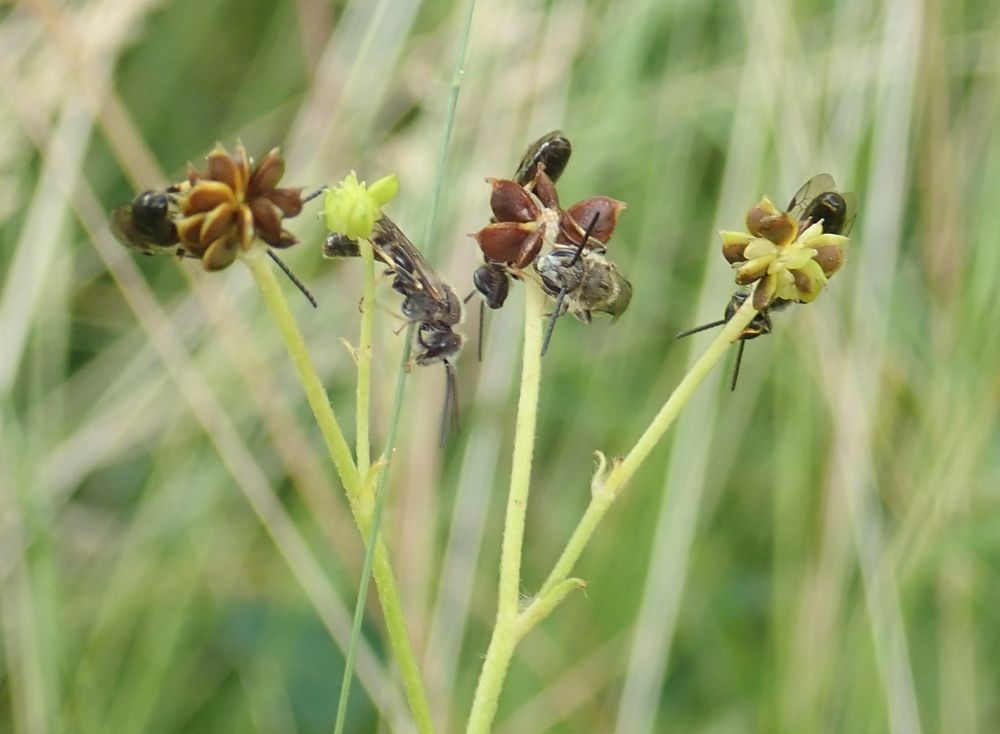 5 male Lasioglossum male mining bees roosting on buttercup seed heads.