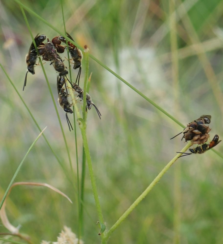 7 male Lassioglossum males roosting on stems of and seedheads on buttercup plants.
