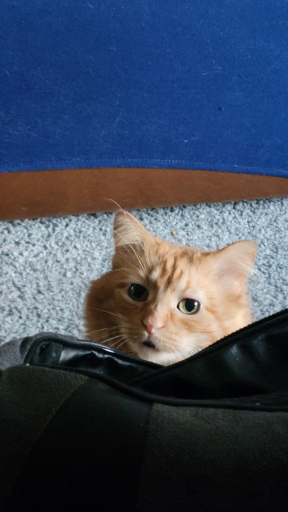 The face of an orange, fluffy cat.