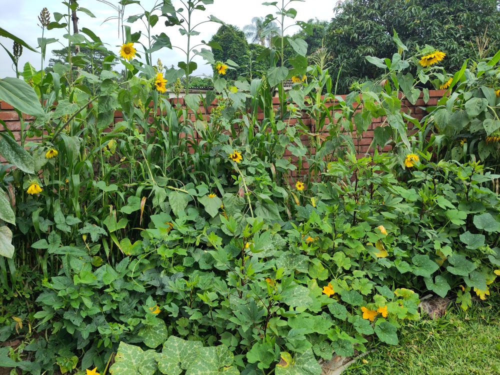 My neat rows of crops have turned into a jungle of sunflowers, maize and sorghum, with the understory dominated by pumpkins and cowpeas, with a bit of hibiscus poking out. Yellow sunflowers and pumpkin flowers in a mass of green leaves.