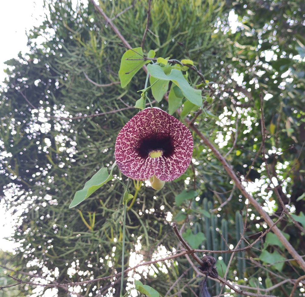 A front-view of a trumpet-shaped flower hanging from a thin vine in front of blurry background vegetation. Flower has amazing marbled purple/white pattern on the petal surrounding the dark purple centre.