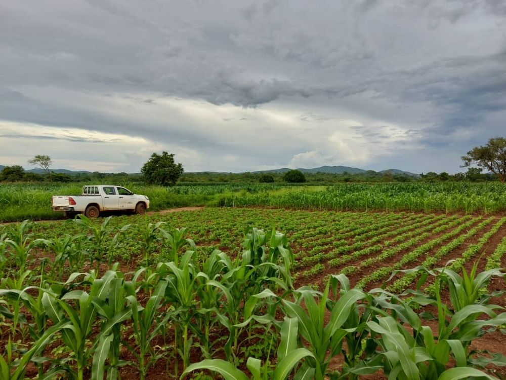 A tidy plot of young soybean plants in rows, some maize in the foreground. Reddish soil in between. A white pick-up truck on a dirt road to the left. Trees and hills in the distance in front of a lightly cloudy sky.