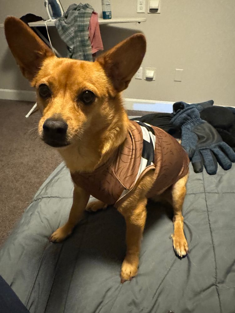 Chihuahua dressed as Chewbacca 