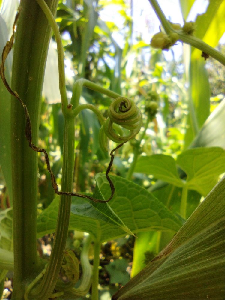 Details from the "güisquil" plant in one home-garden.