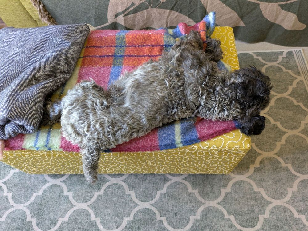 Small black dog lying on its side on an ottoman with its head hanging off one side and its tail dangling down another side