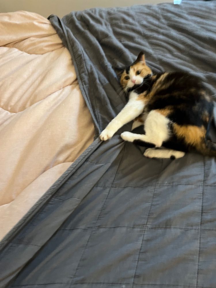 Cat is attacking a blue linen bedspread. 