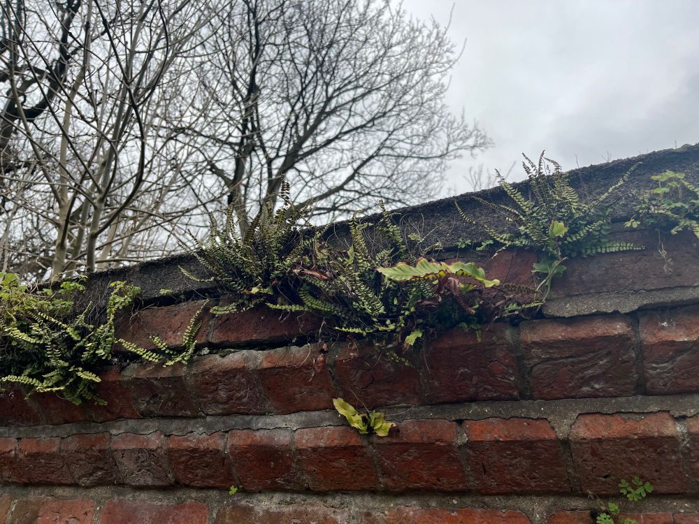 Small ferns growing on a brick wall.