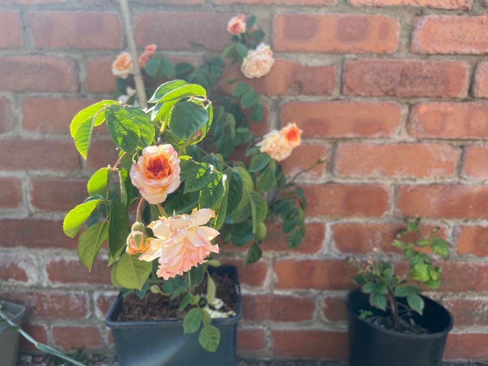 8  apricot coloured flowers on a rose bush in a pot next to a brick wall. 