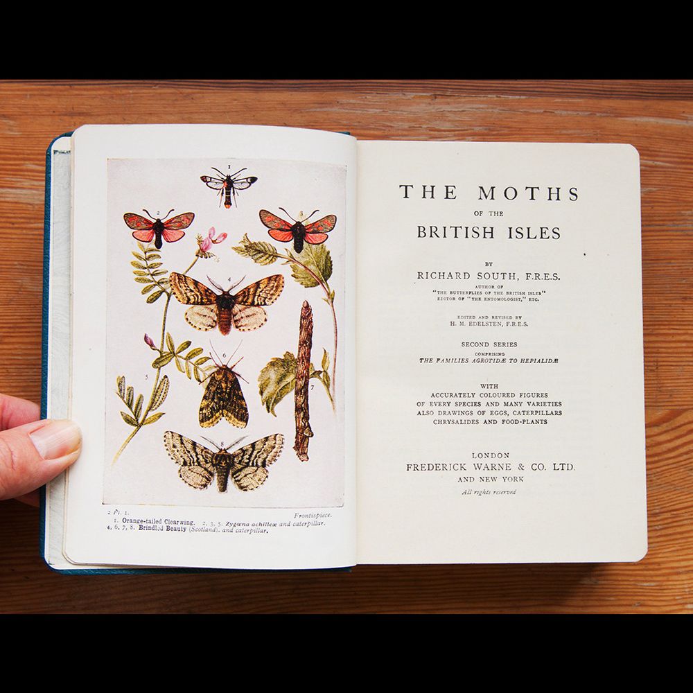 Opening spread of a vintage guide book to British moths, with the title page on the right and a collection of colour moth illustrations on the left.
